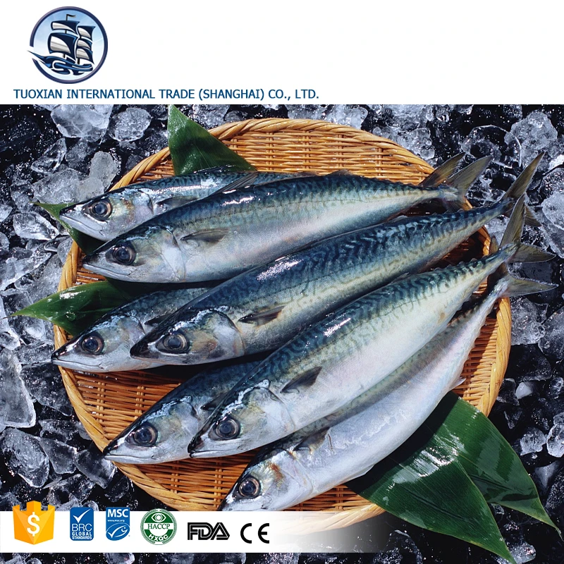 Whole frozen sea mackerel fish as food