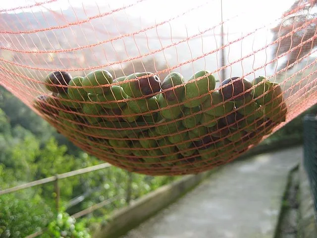 olive_net_fruit_zoom.jpg