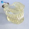 Dental Orthodontic Model/Dental Clear Extraction Model Orthodontic Teeth Model