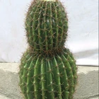 2018 hot sale Attractive Fake cactus/artificial cactus plants, mini plants