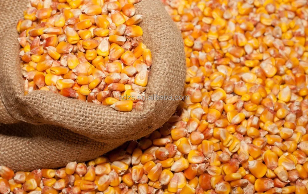 Bulk Corn/maize Buy Yellow Corn Maize,Yellow Maize For Poultry Feed