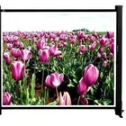 50" 4:3 table top projection screen/desktop projector screen