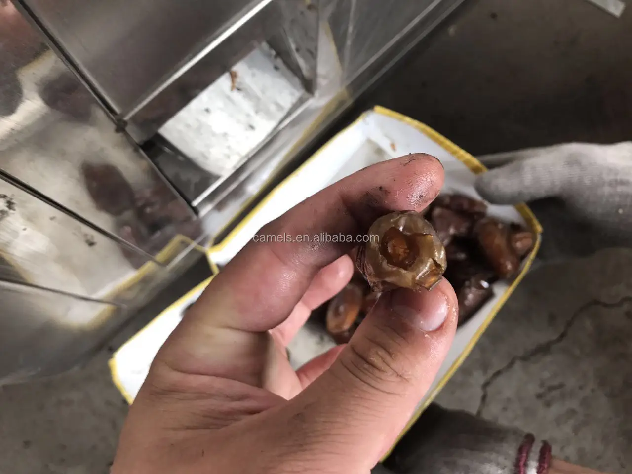 dry dates pitting machine dates pitter machine palm seeds