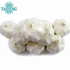 /product-detail/chinese-fresh-normal-white-garlic-good-price-60463019242.html