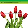 High Quality Natural Plant Tulip Extract Powder