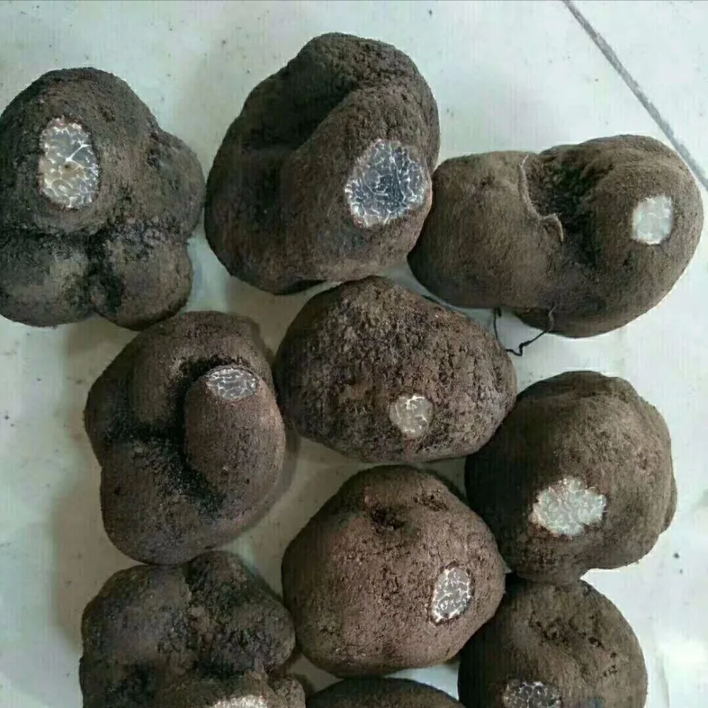 Wholesale Price Tuber Melanosporum Truffles Mushroom