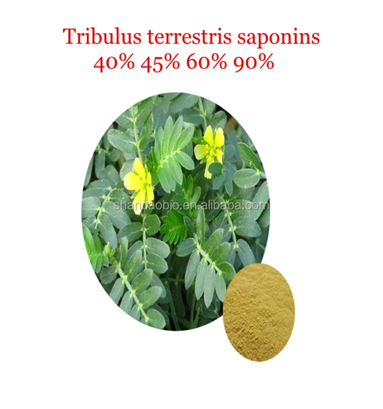 pure puncturevine caltrop fruit extract powder tribulus 90%