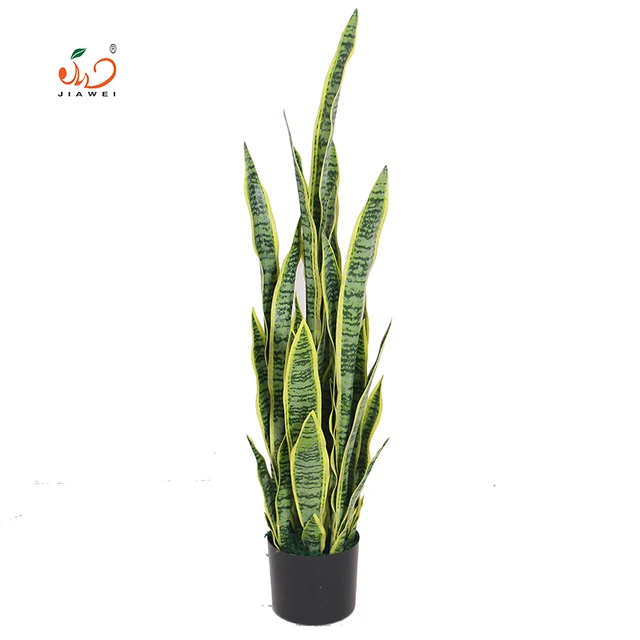 snake plant sansevieria