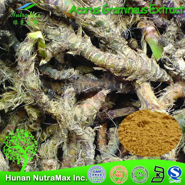 100% natural acorus extract,acorus calamus extract,acorus