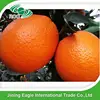 /product-detail/export-fresh-honey-navel-oranges-for-sale-60557691621.html