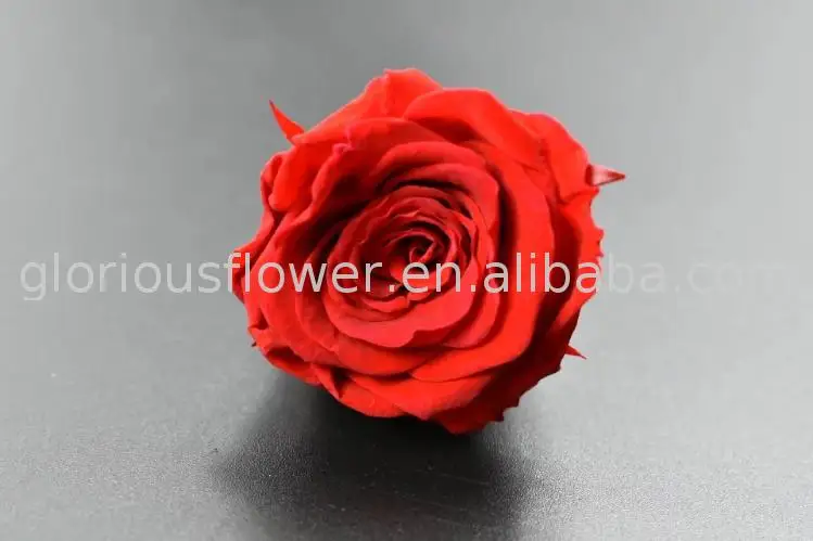 wholesale export fresh cut flowers roses preserved flower