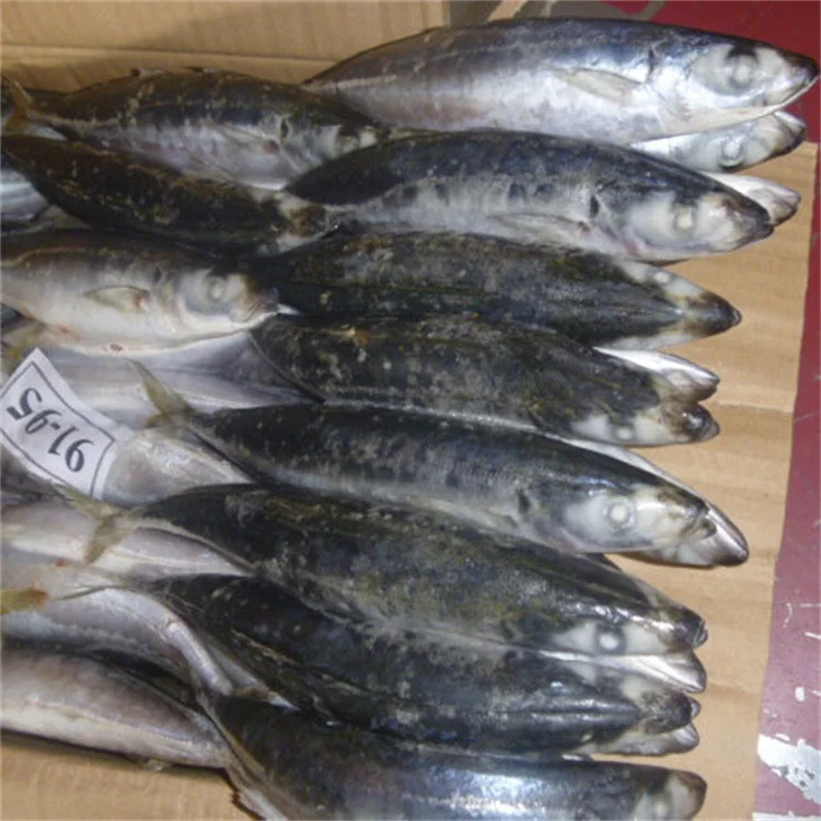frozen scad fish