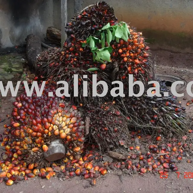 palm kernel nut for oil