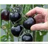 /product-detail/100pcs-bag-black-tomato-seeds-for-sowing-non-gmo-60787512168.html