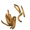 Dry Mealworm Animal Feed Additive High Quality Dried Mealworm