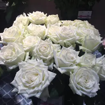 Gambar Bunga Mawar Putih Semburat Warna