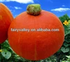 /product-detail/chinese-hot-sale-hybrid-f1-red-pumpkin-seed-vegetable-seeds-for-planting-1817817588.html
