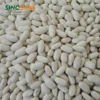 Excellent sale large size dry white kidney bean