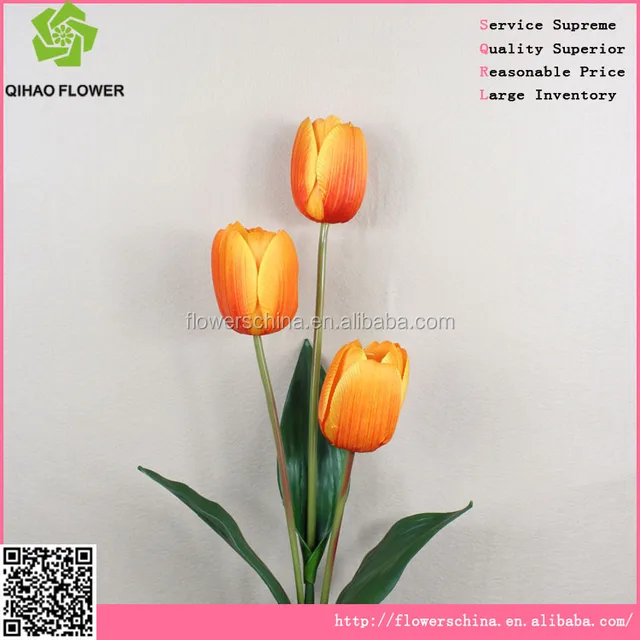 tulip bulbs holland