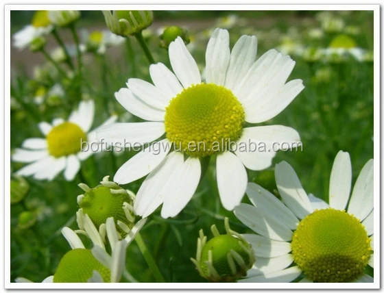 Chamomile Extract Liquid.jpg