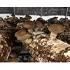 China edible fungi to sale in the world market