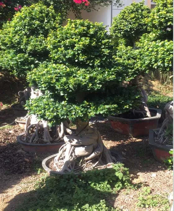 big size ginseng grafted ficus bonsai live plant