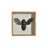 Mayco Natural solid wood making frames insect Hanging wall art