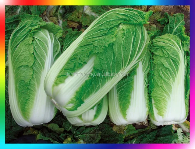 chinese cabbage seeds