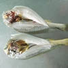 Supply new Frozen Maw IQF Fish Yellow Croaker