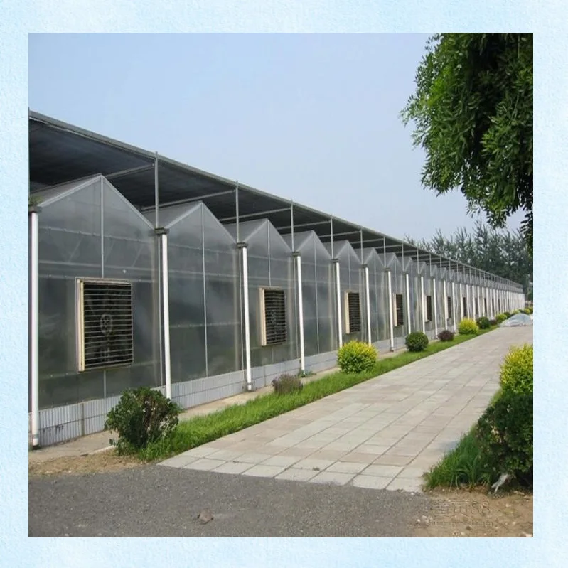 Technical support Plastic PC Sheet strawberry plants greenhouse