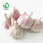 China Fresh Pure White Garlic 2019 new crop