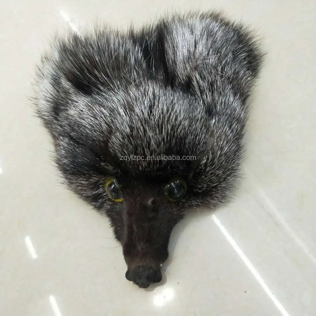 Silver fox head.jpg