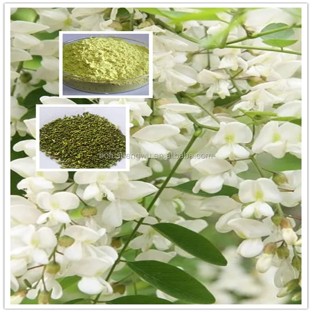 flower bud extract rutin/high quality sophora japonica extract