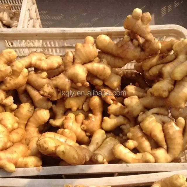 competitive price of per ton new crop nature fresh ginger /sushi