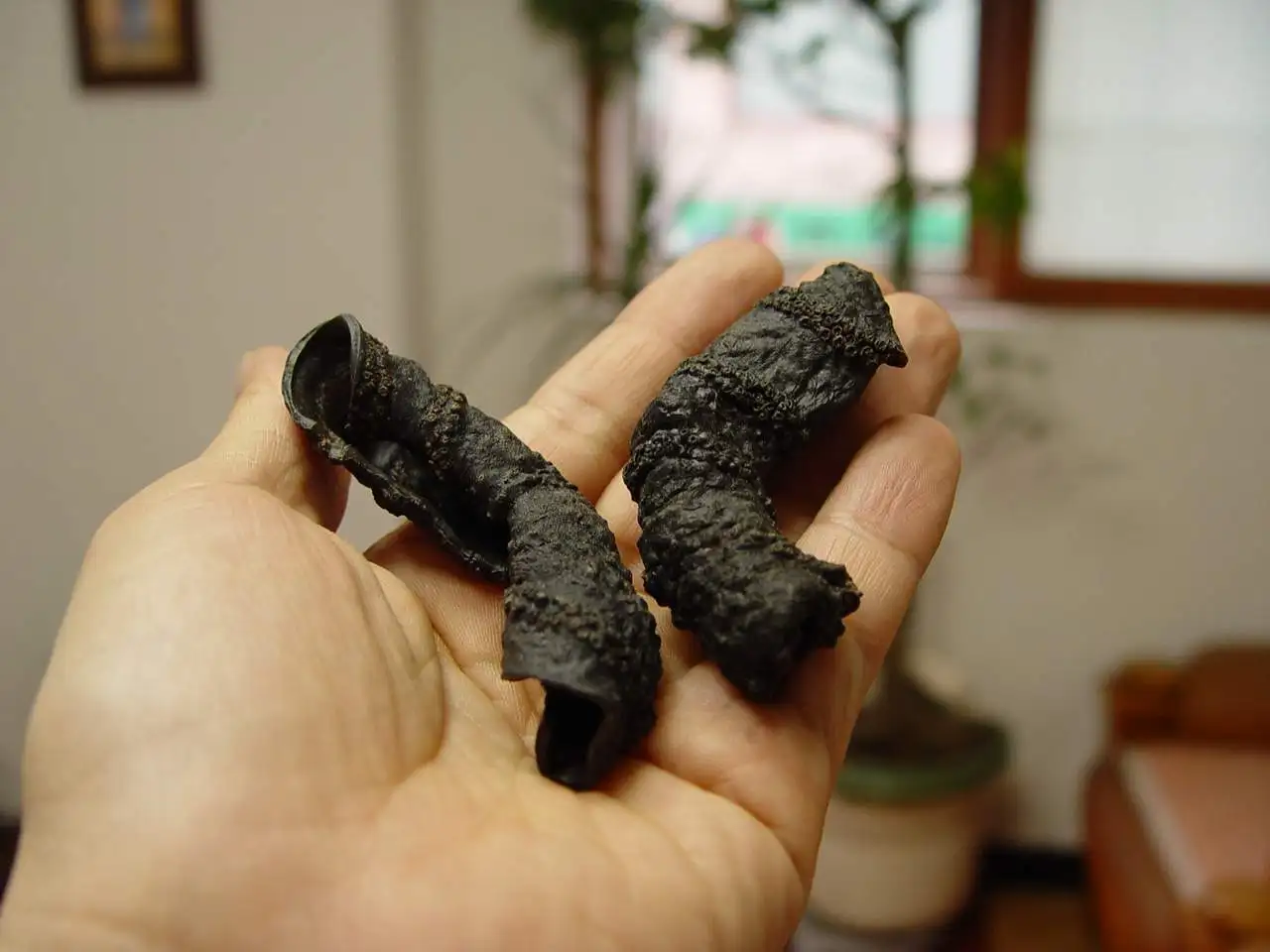 dried sea cucumbers