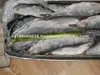 /product-detail/herring-seafrozen--124717915.html
