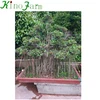 /product-detail/living-plant-ficus-bonsai-60794738407.html