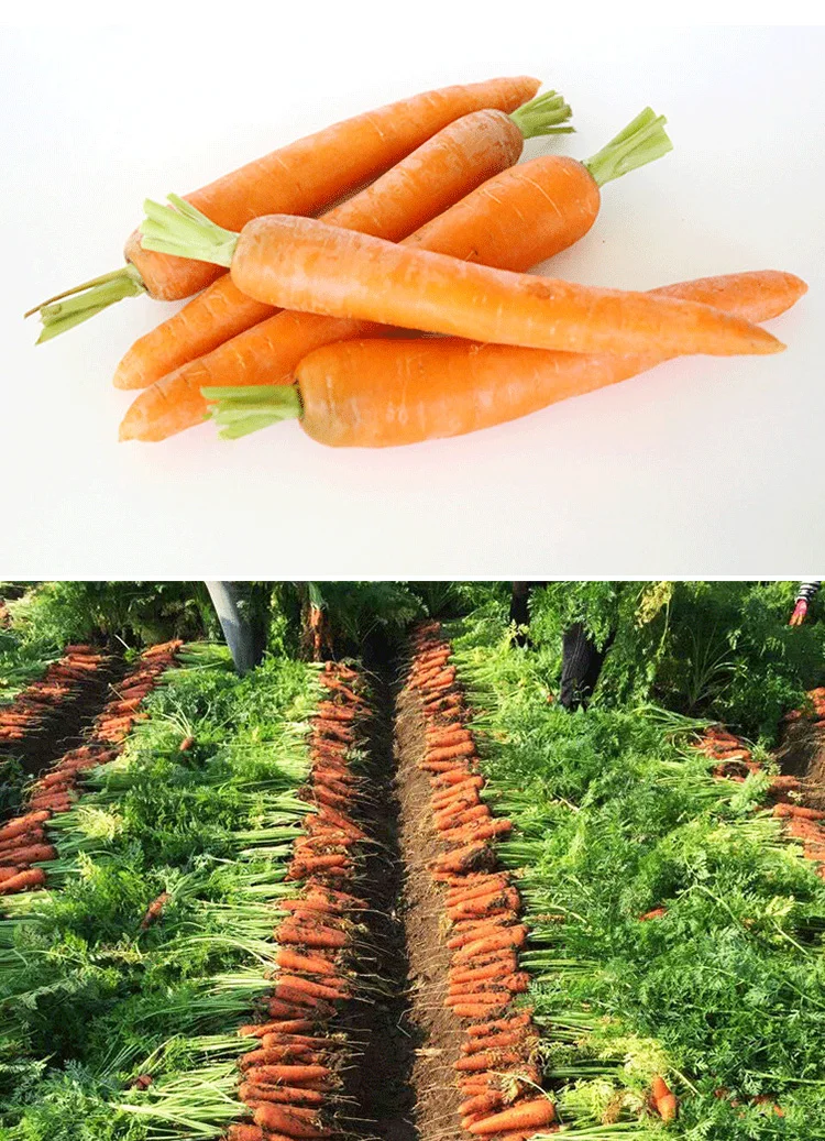 carrot_03.jpg