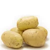 fresh sweet potato holland potato export