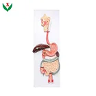 Model Human Digestive System Anatomical Model / Biological
