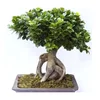 /product-detail/indoor-ornamental-ginseng-shape-ficus-microcarpa-bonsai-for-home-and-garden-decoration-60765233131.html