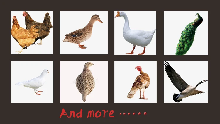 Fully Automatic High Productivity Chicken Egg Incubator / Egg Manufacturers details