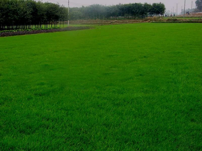 Blackjack bermuda grass seed for sale