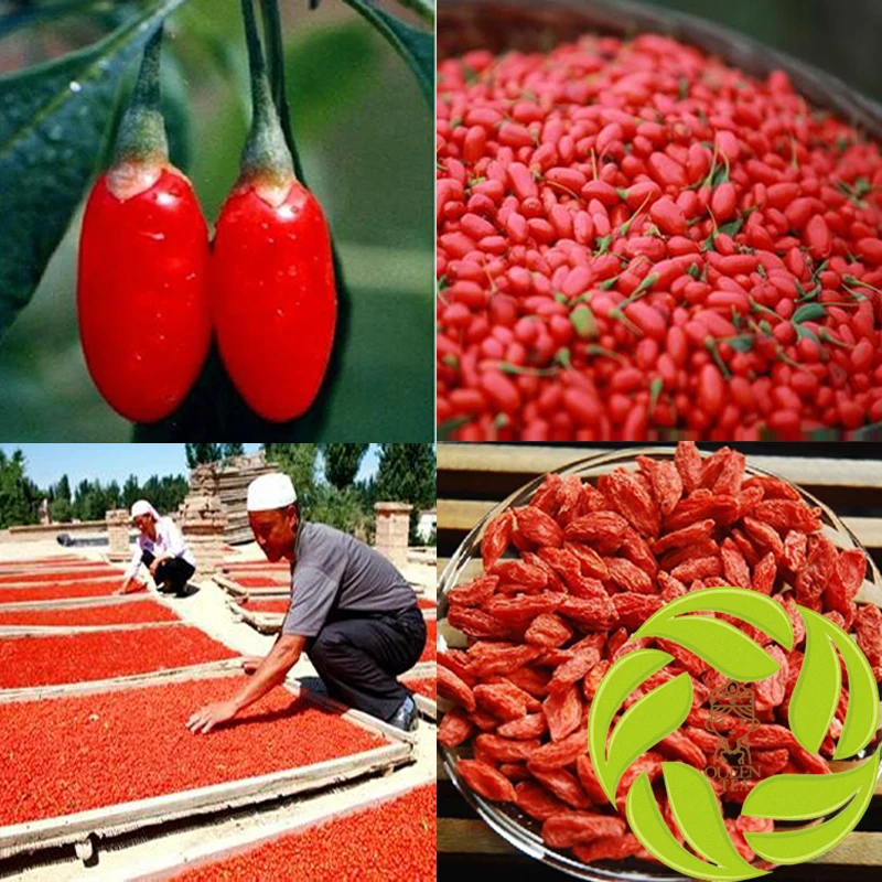 Imo In Bulk Chinese Herbs Goji Berries Lycium Barbarum L Fresh Herbal