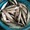 Frozen seafood china made fresh pacific mackerel fish