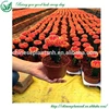 /product-detail/indoor-mini-colourful-grafted-cactus-60323208851.html