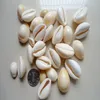 Yellow Cowry Shell, Money Cowrie Conch