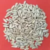edible confectionary sunflower seeds kernels without shell for American