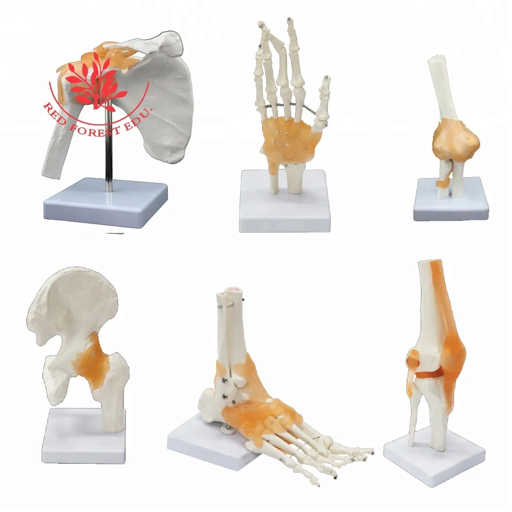 SıCAK Eklem Serisi modeli, İnsan Omuz, Dirsek, Kalça, Diz, El, Ayak Eklem Kemik modelleri