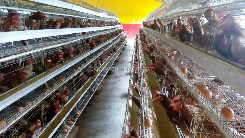 chicken cage-634.jpg